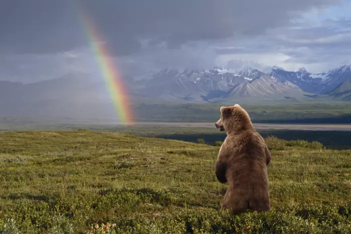 Goldilocks and the bear market