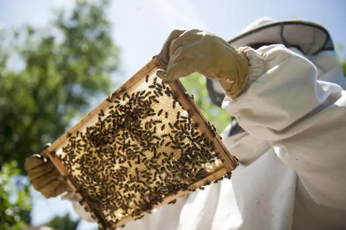 $3,700-a-jar honey is hurting NZ beekeepers