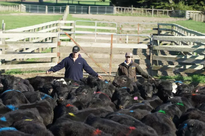 On-farm inflation falls to 2.8%, says Beef + Lamb NZ