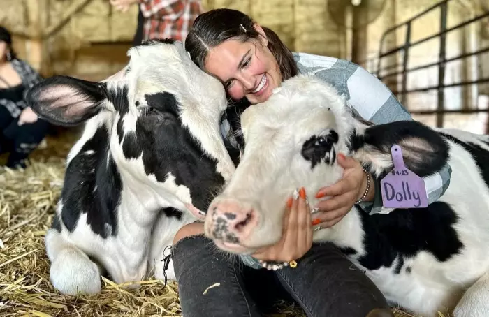 Cow cuddling gives farms boost amid dropping dairy prices