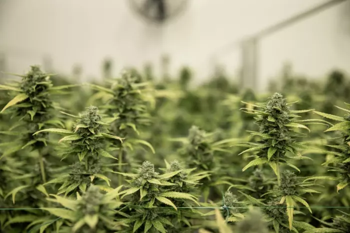 Firm wants to make purchasing cannabis super easy