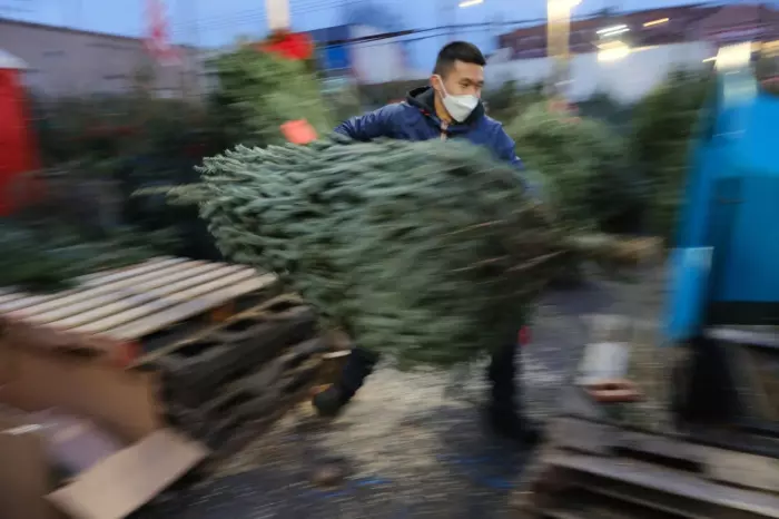 Christmas trees: are real or artificial better for the planet?