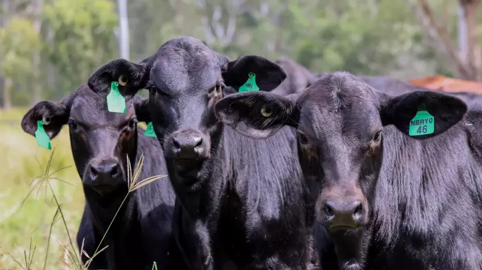 AgriZeroNZ invests $1.7m in Australian cattle IVF platform