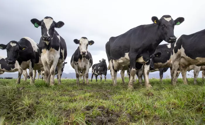 Global dairy prices soar as tight supply boosts demand