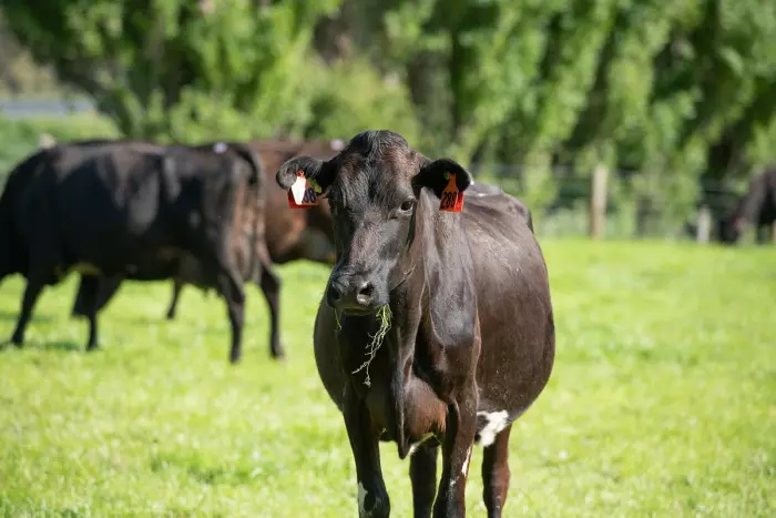 Fed Farmers has 'no proof' of emissions lending collaboration: ANZ