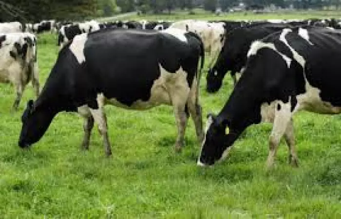 Dairy Holdings stake too good to miss, says Canada's PSP