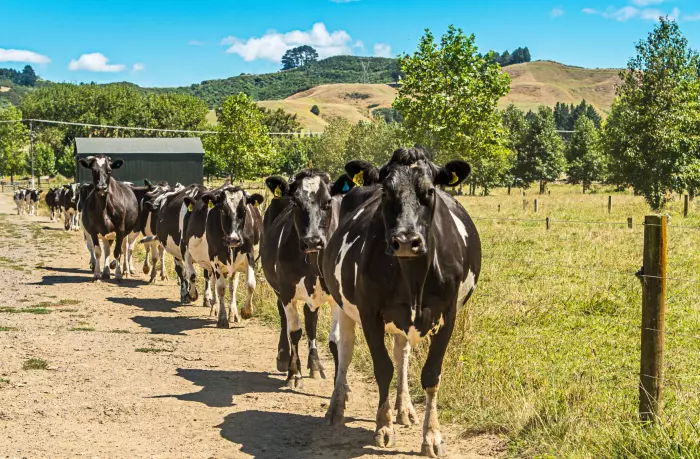 Rabobank lowers forecast NZ milk price, BNZ lifts it