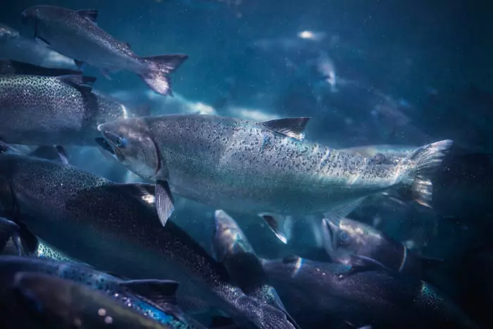 King Salmon's 'problematic' trading