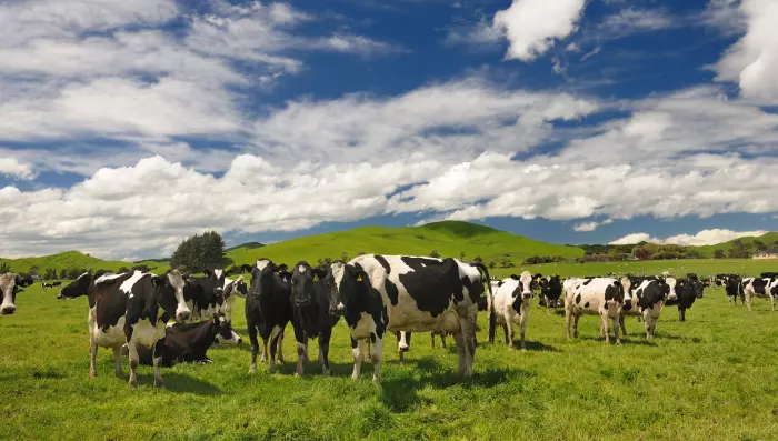 NZ Green Investment Finance urged to spend more cutting agriculture emissions