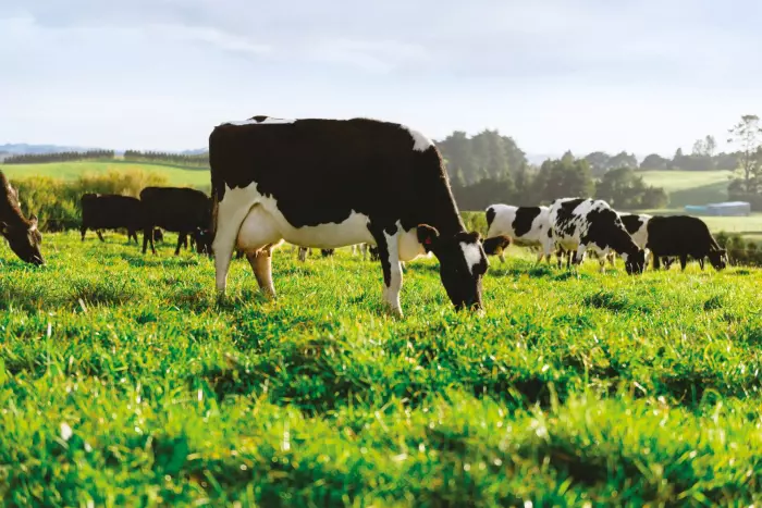 Govt announces 'farmer-focused' RMA reforms