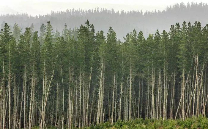 Phase out forestry credits for fossil fuel emissions: Simon Upton