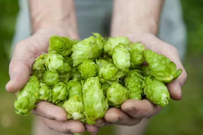 Top of the hops – discover the joy of fresh hop beer