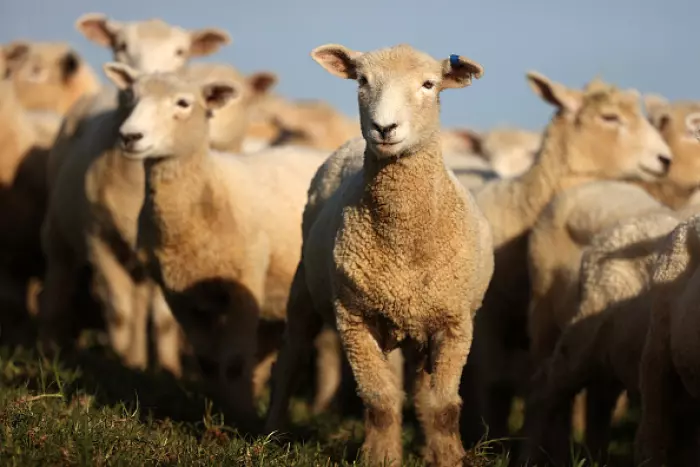 Aussie glut cuts NZ lamb prices to the bone