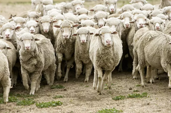 NZ Merino Company says dividend wouldn't be 'prudent'