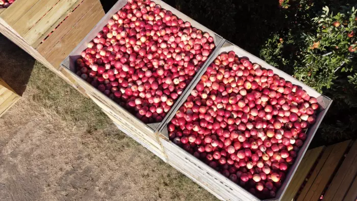 Apple and pear yield down 33% in Hawke's Bay