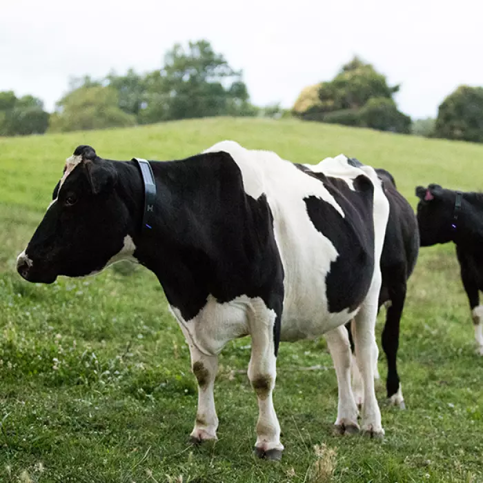 Generate put $10m into cow firm Halter