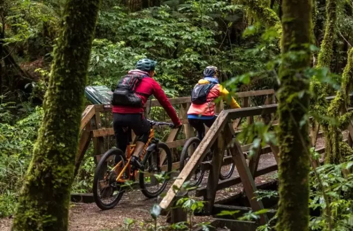 Review: The Pureora Timber Trail is a magical adventure