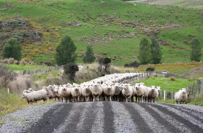 Pāmu backing Alliance Group’s capital raise, wants 'successful' outcome