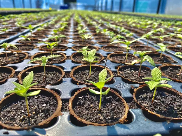 Seed capital leaves cannabis startup on a high