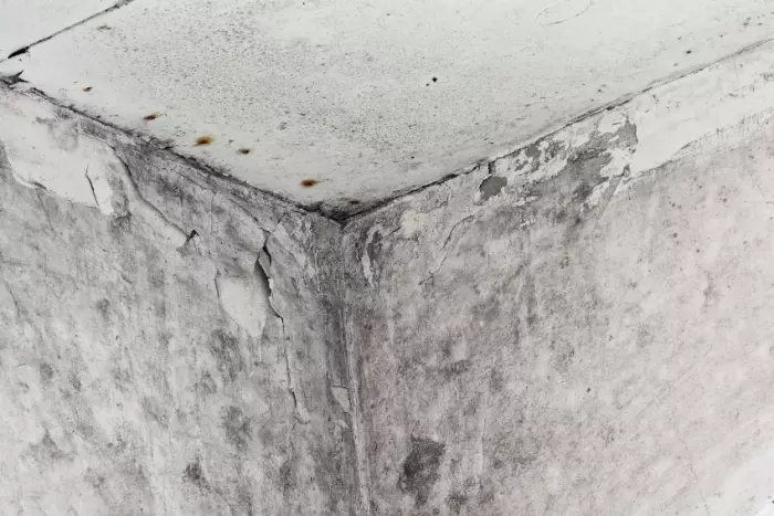 Largest ever mouldy home damages awarded against landlord