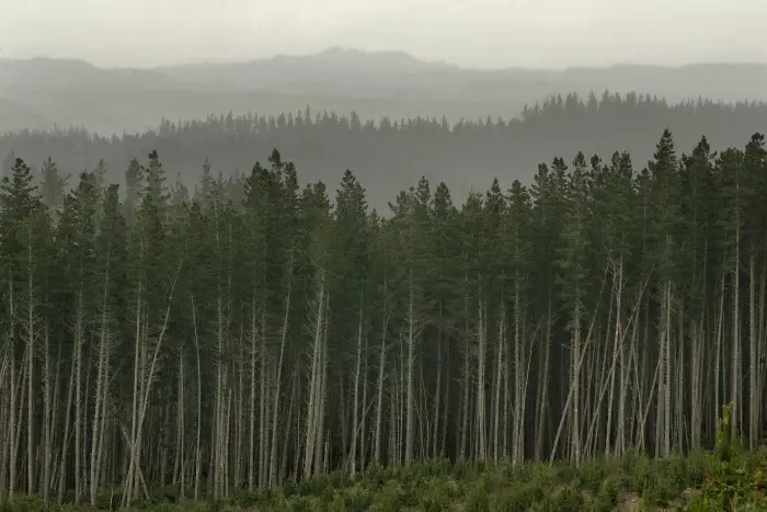 Carbon farming a poisoned chalice for some foresters