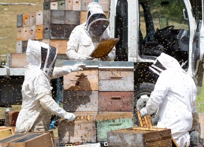 NZ honey industry up against the worst pest in the world