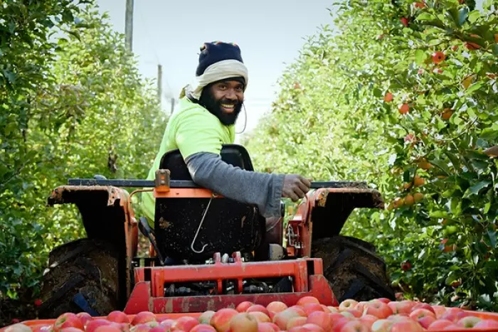 Govt opens door for 2,000 island fruit pickers