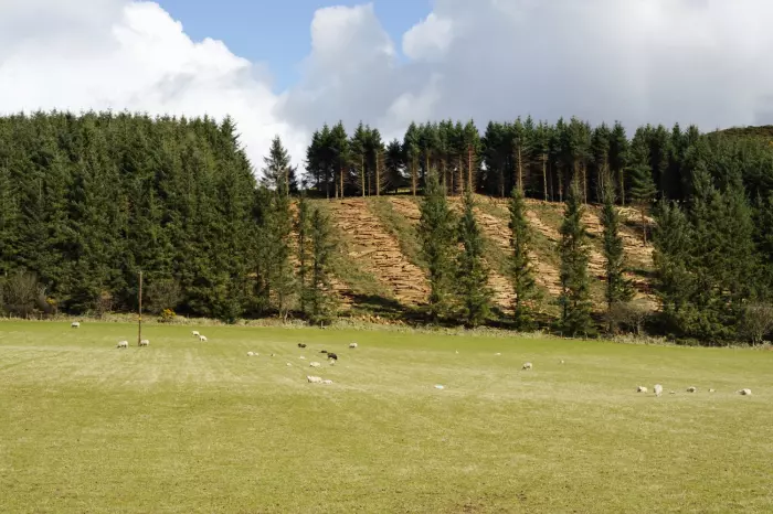 Turf war: Sheep vs forestry