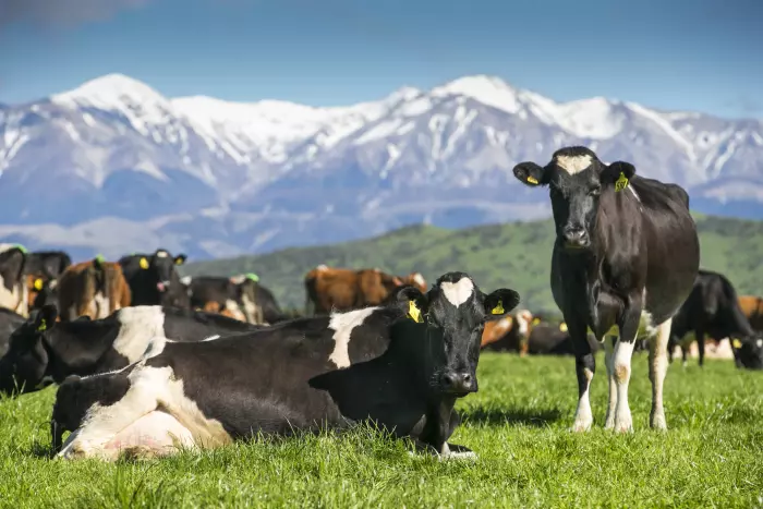 Sentiment among Synlait Milk’s South Island suppliers ‘significantly’ improved, it says