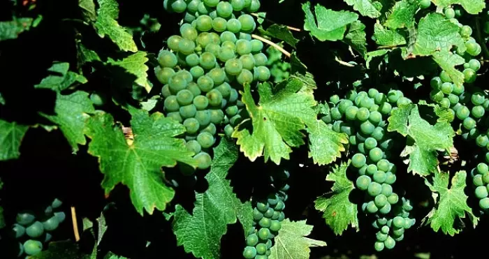 Startup Winely goes into liquidation owing $2.2m