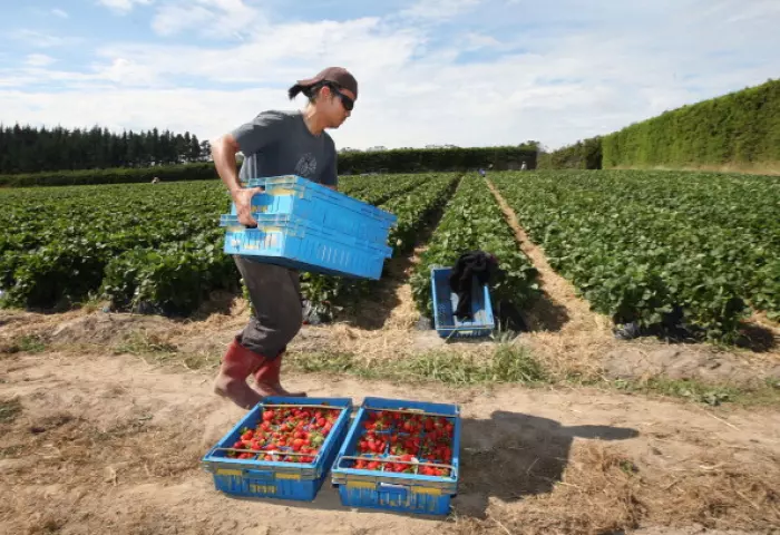 Picking crisis coming for fruit, vegetable growers