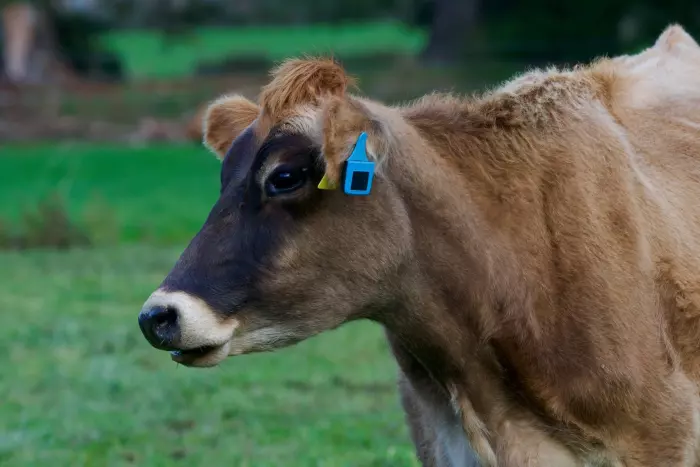 Gallagher investment speeds up ProTag's smart ear tag