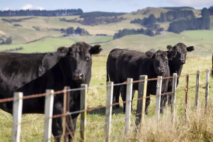 Feds: NZ can't double exports if farmers don't have banks' backing