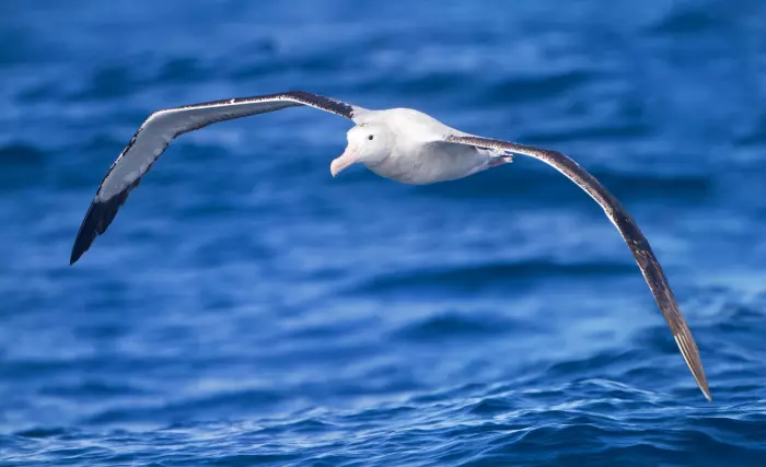 Bird flu threatens home of wandering albatrosses