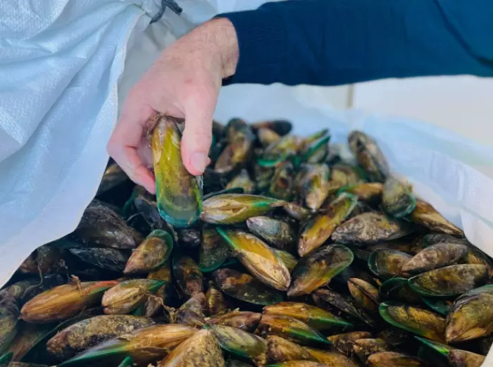 Govt-backed mussel farm seeks further $12m