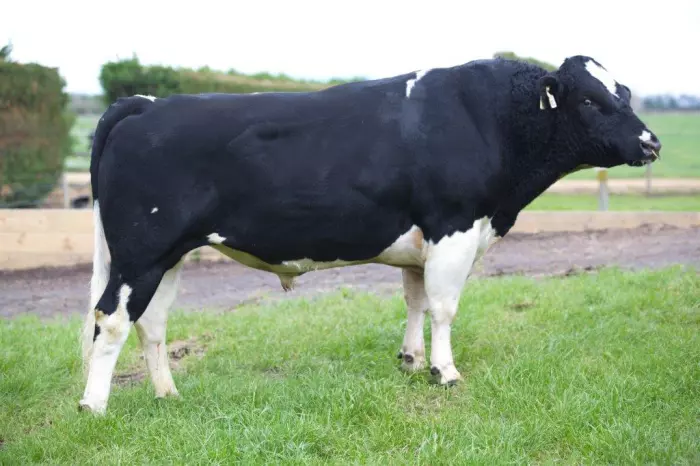Breeding the genomic perfect cow: the NZ firm making the future