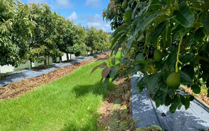 Avocado prices smashed as 'perfect storm' hits growers