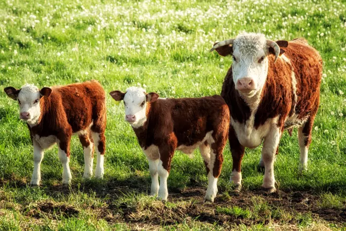 Where's the beef? Biogenic methane and ‘No Additional Warming’