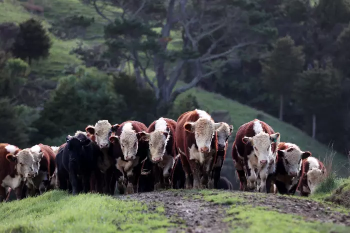 Global meat demand surges, but NZ’s supply is lagging