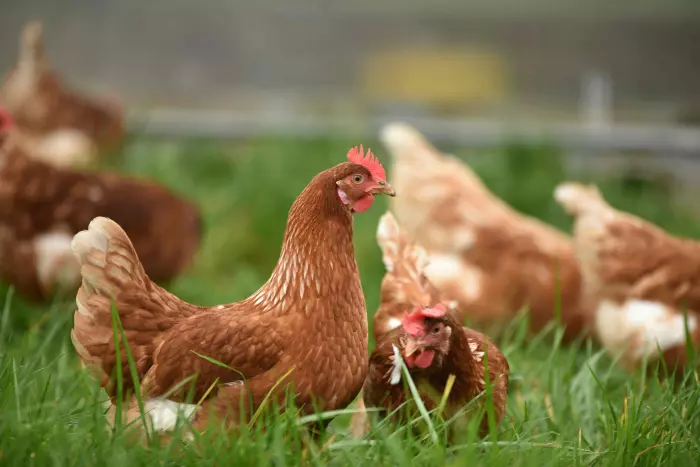 Strain of bird flu detected on Mainland Poultry farm