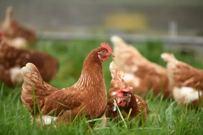 High risk of bird flu says biosecurity minister