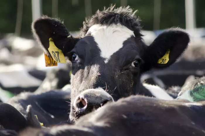 Dairy prices ‘nosedive’ at latest GDT auction