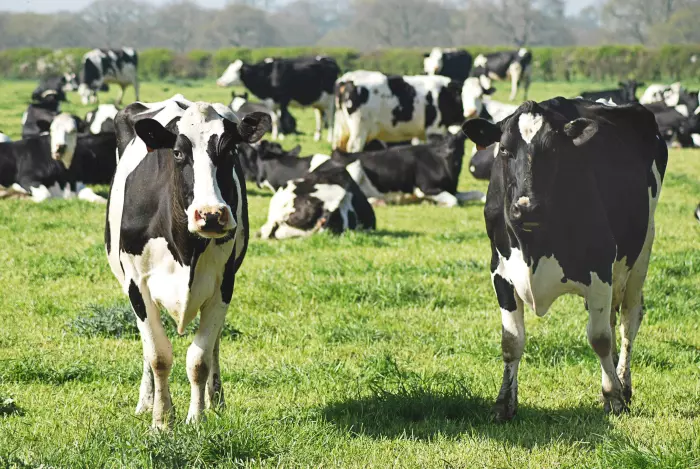 New fund aims for low-emission dairy