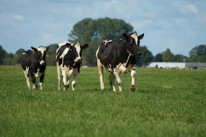 Dairy Farms NZ's profit rises, on-farm costs rise even more