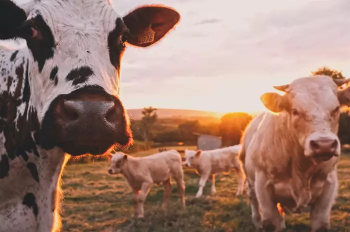 Covid fears drive dairy stockpiling