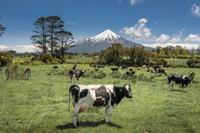 NZ's milk production steady with fewer cows as dairy sector becomes more efficient