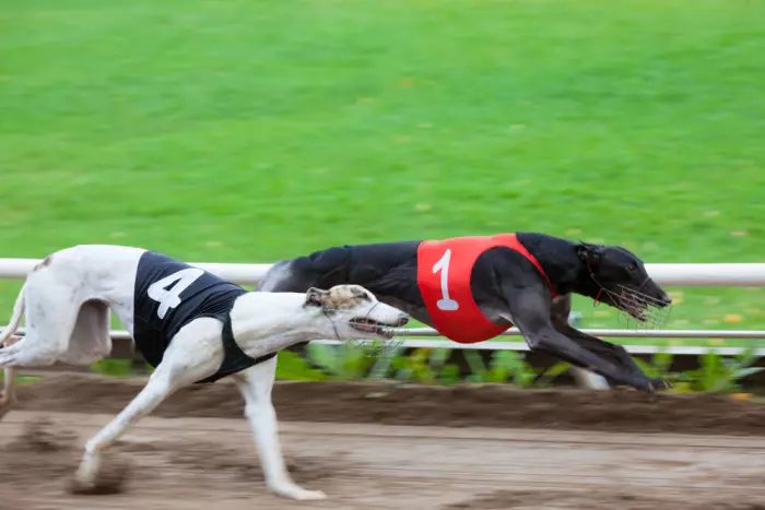 Greyhound report hasn't made it to cabinet yet, update coming next week