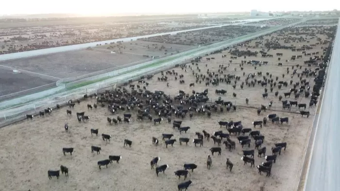 Mid Canterbury feedlot at centre of M. bovis outbreak emptied