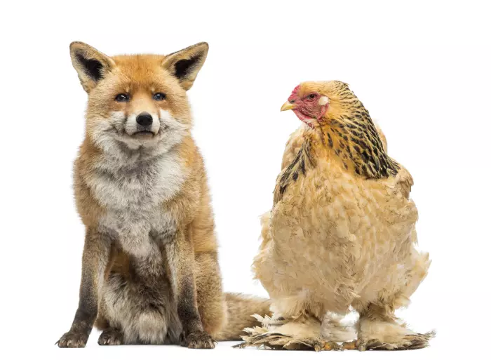 The foxes in charge of the hen house