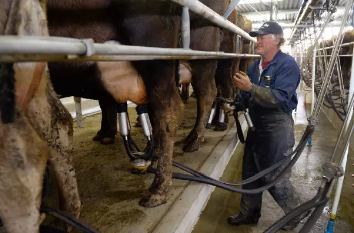 Global dairy prices slip into Christmas